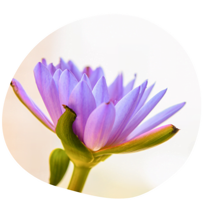 flor lótus Blog Bem-aventurada