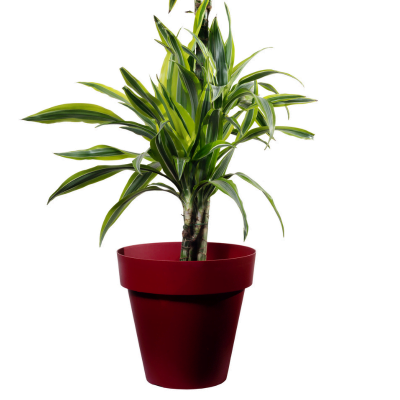 planta dracena