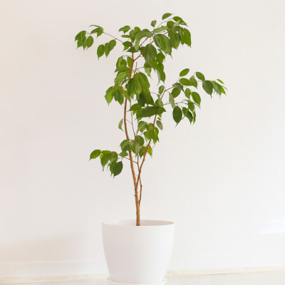 planta ficus