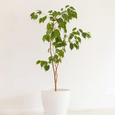 planta ficus