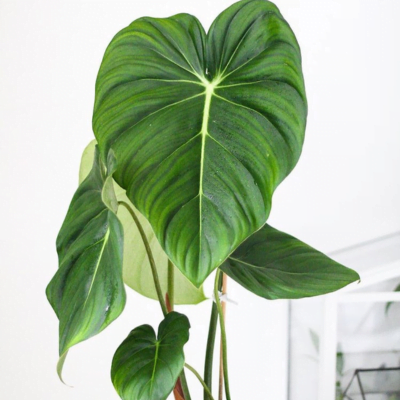 planta filodendro