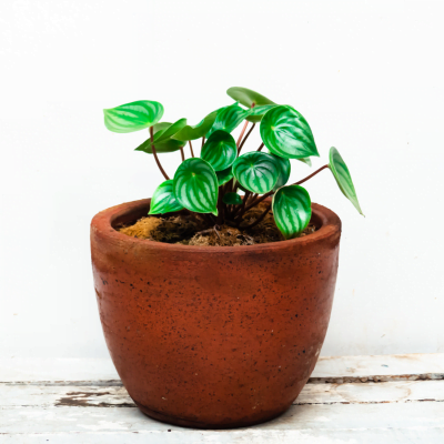 planta peperomia