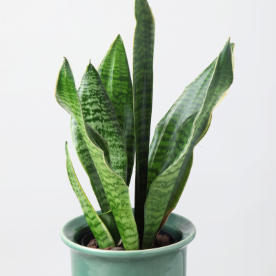 planta sansevieria