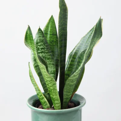 planta sansevieria