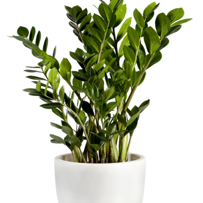 planta zamioculcas