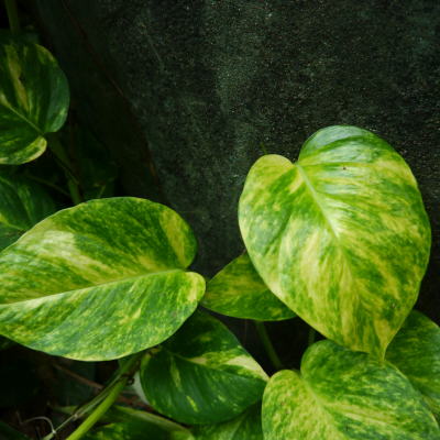 planta pothos